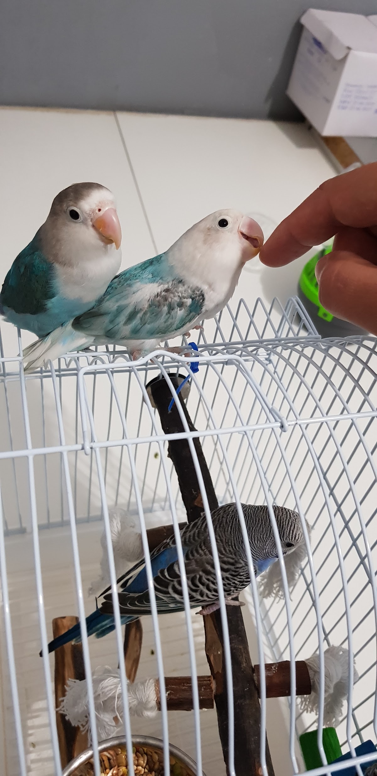 Cabinet Veterinar Pet Clinic Timisoara photo 3