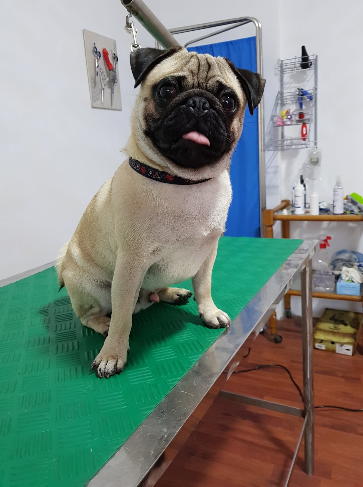 Cabinet Veterinar Pet Clinic Timisoara photo 4