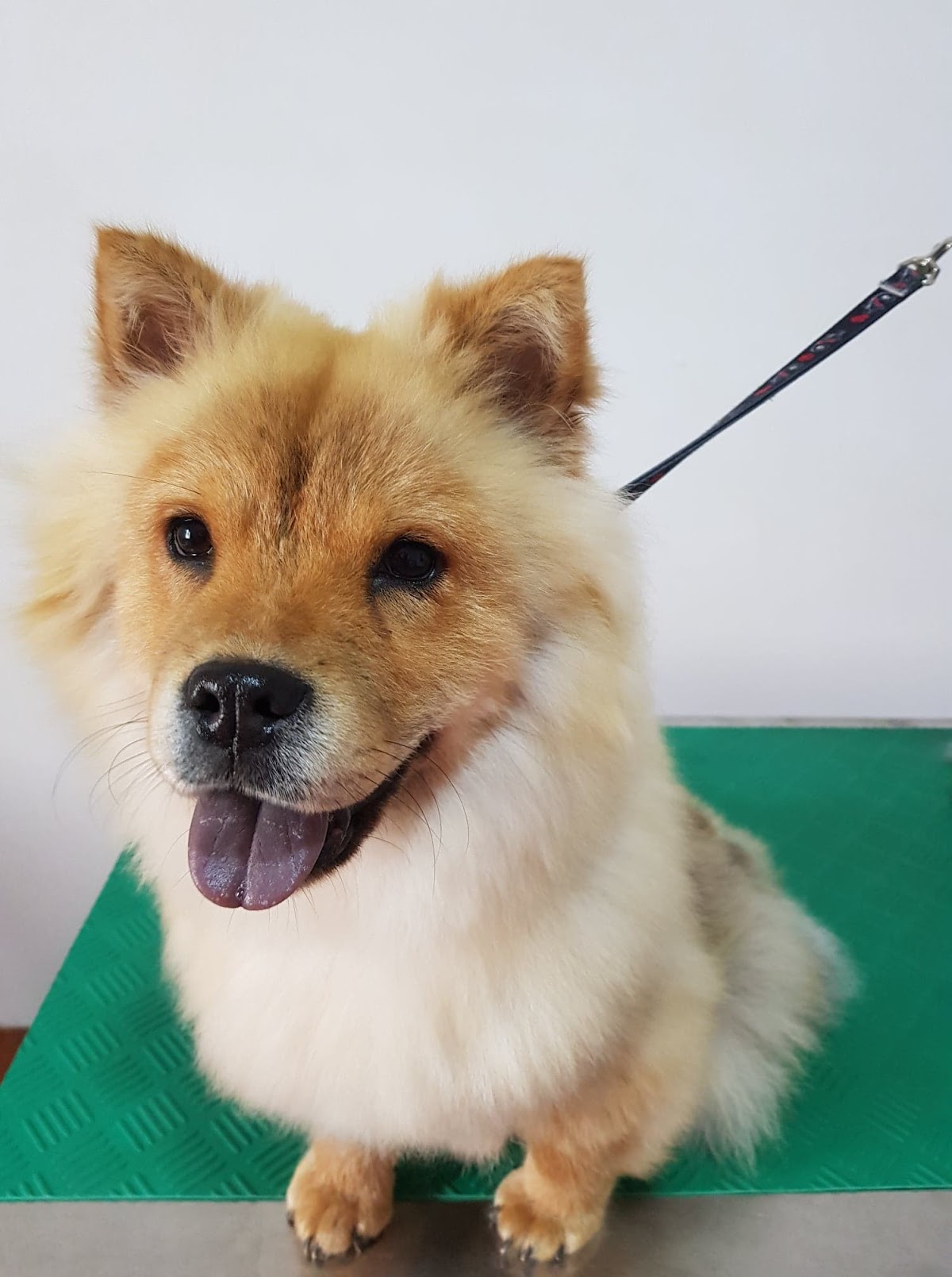 Cabinet Veterinar Pet Clinic Timisoara photo 6