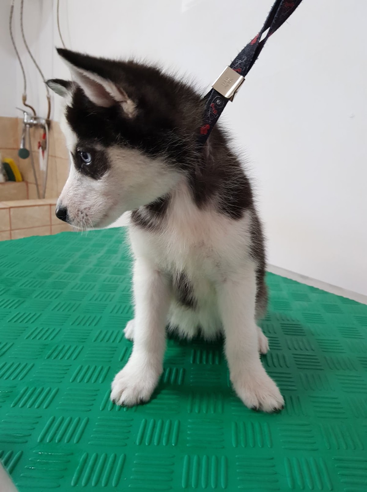 Cabinet Veterinar Pet Clinic Timisoara photo 8