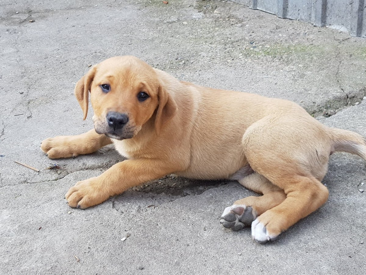 Cabinet Veterinar Pet Clinic Timisoara photo 10