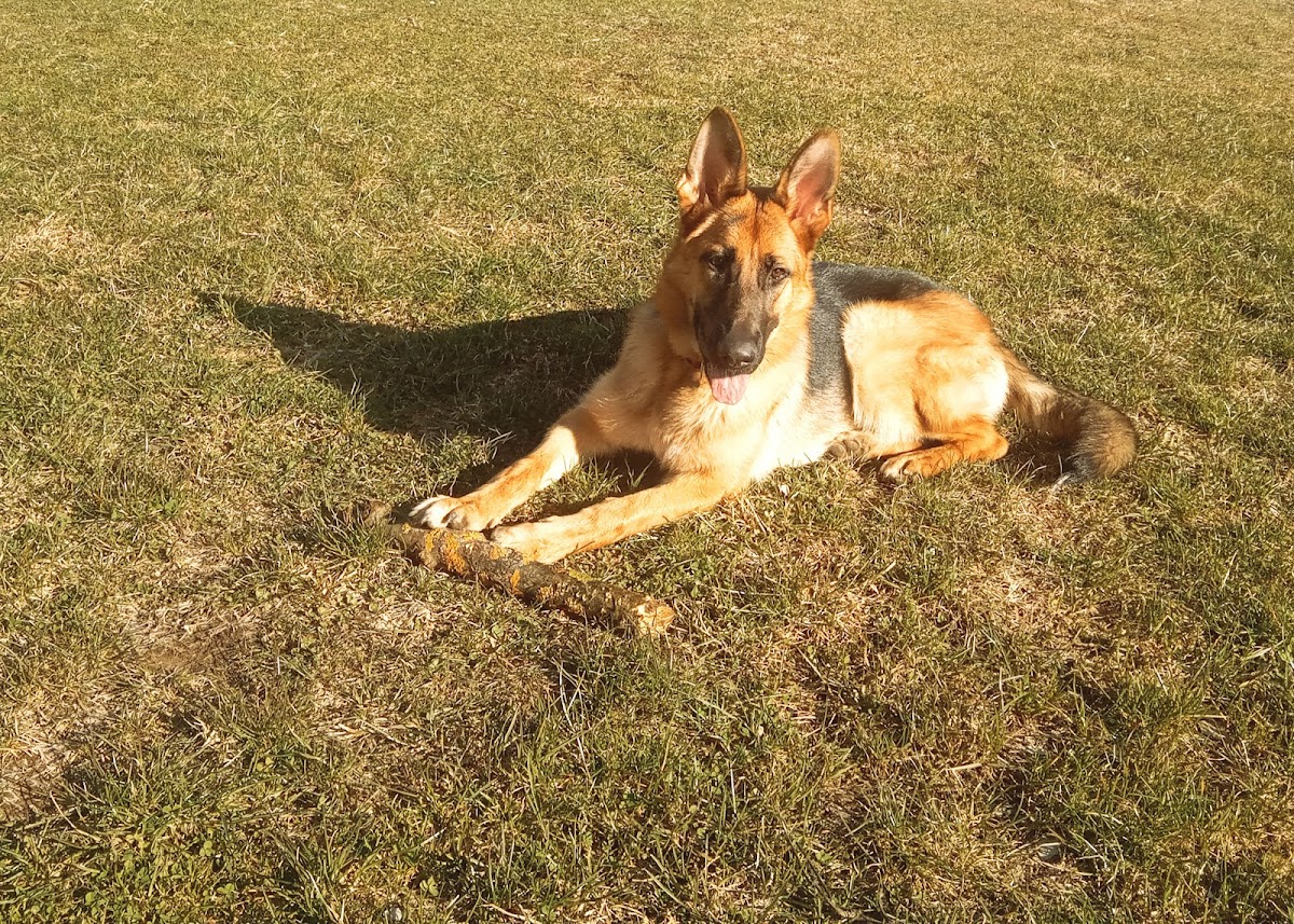 CANIFEL VET S.R.L. photo 8