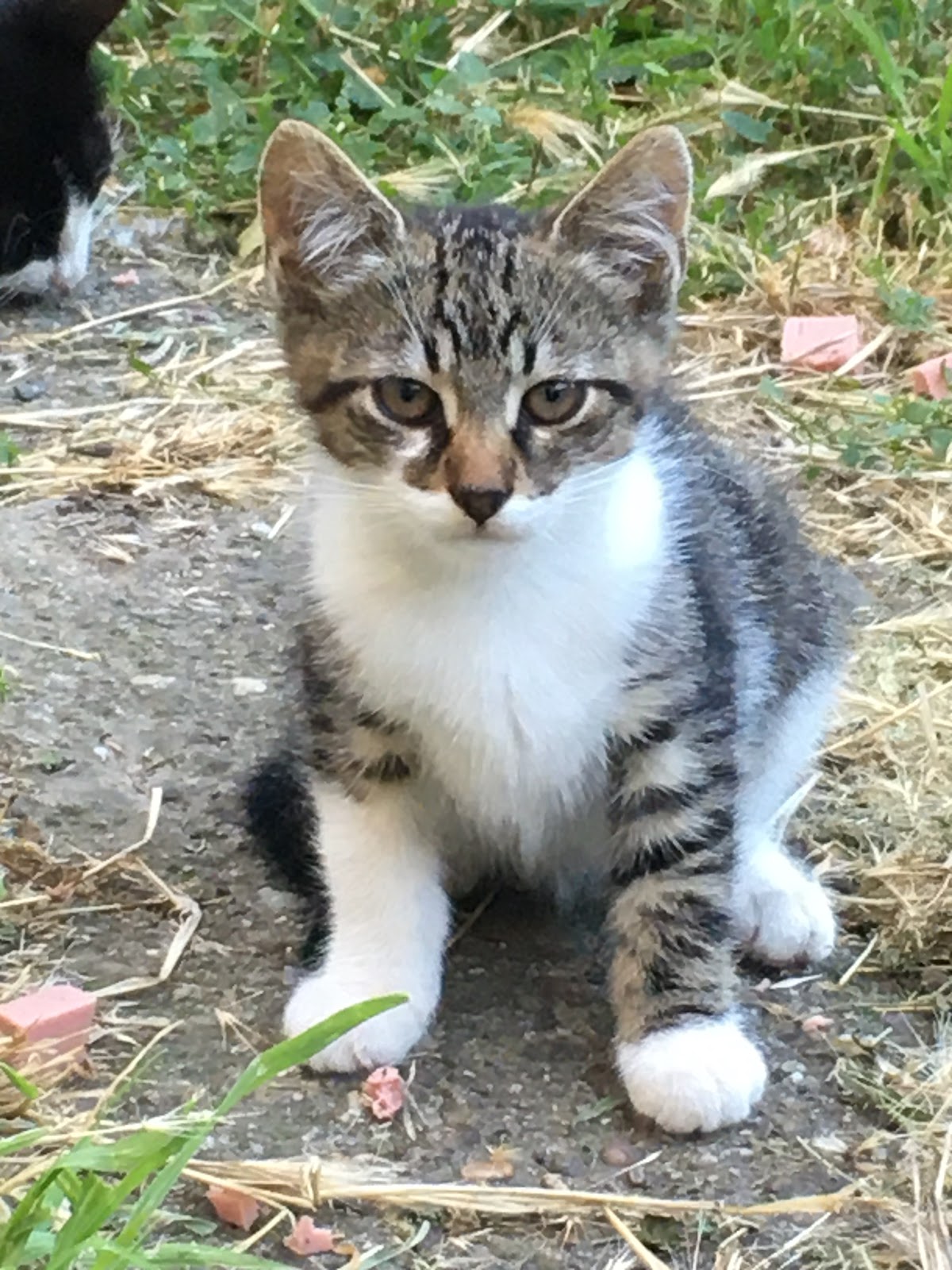 CANIFEL VET S.R.L. photo 9