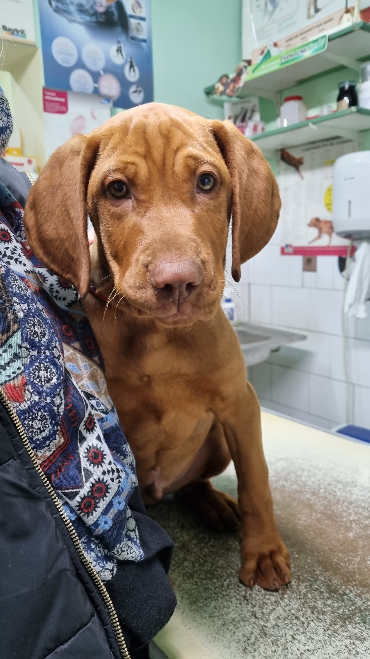 CANIFEL VET S.R.L. photo 10