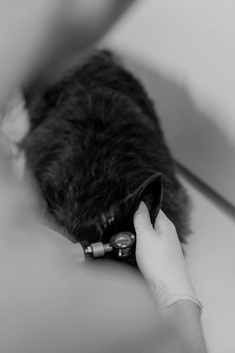 Urgențe veterinare 24/7