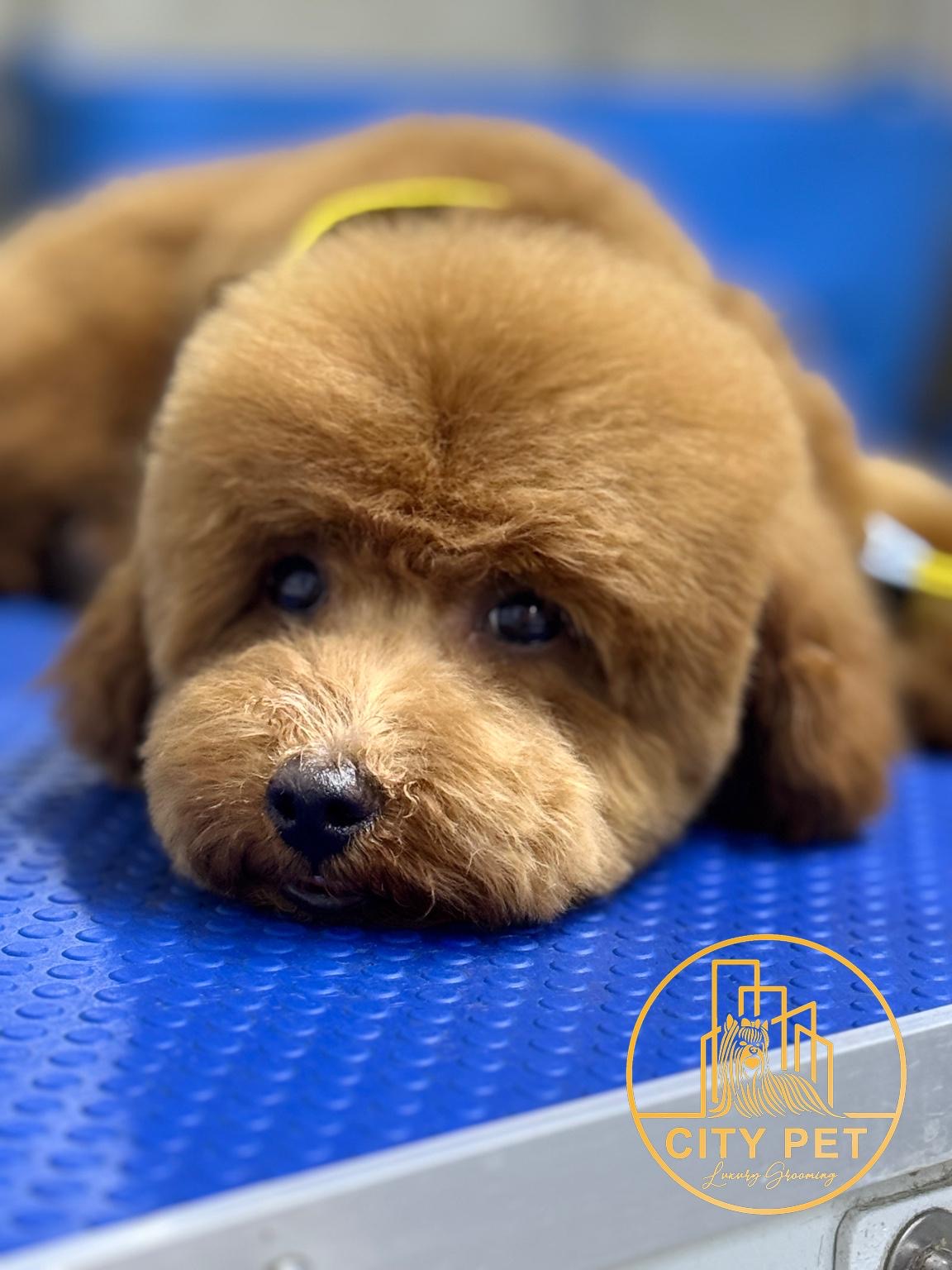 City Pet Grooming photo 1