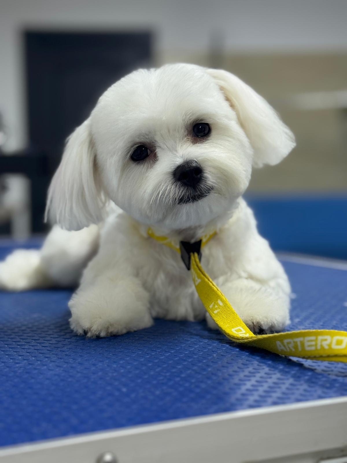 City Pet Grooming photo 3