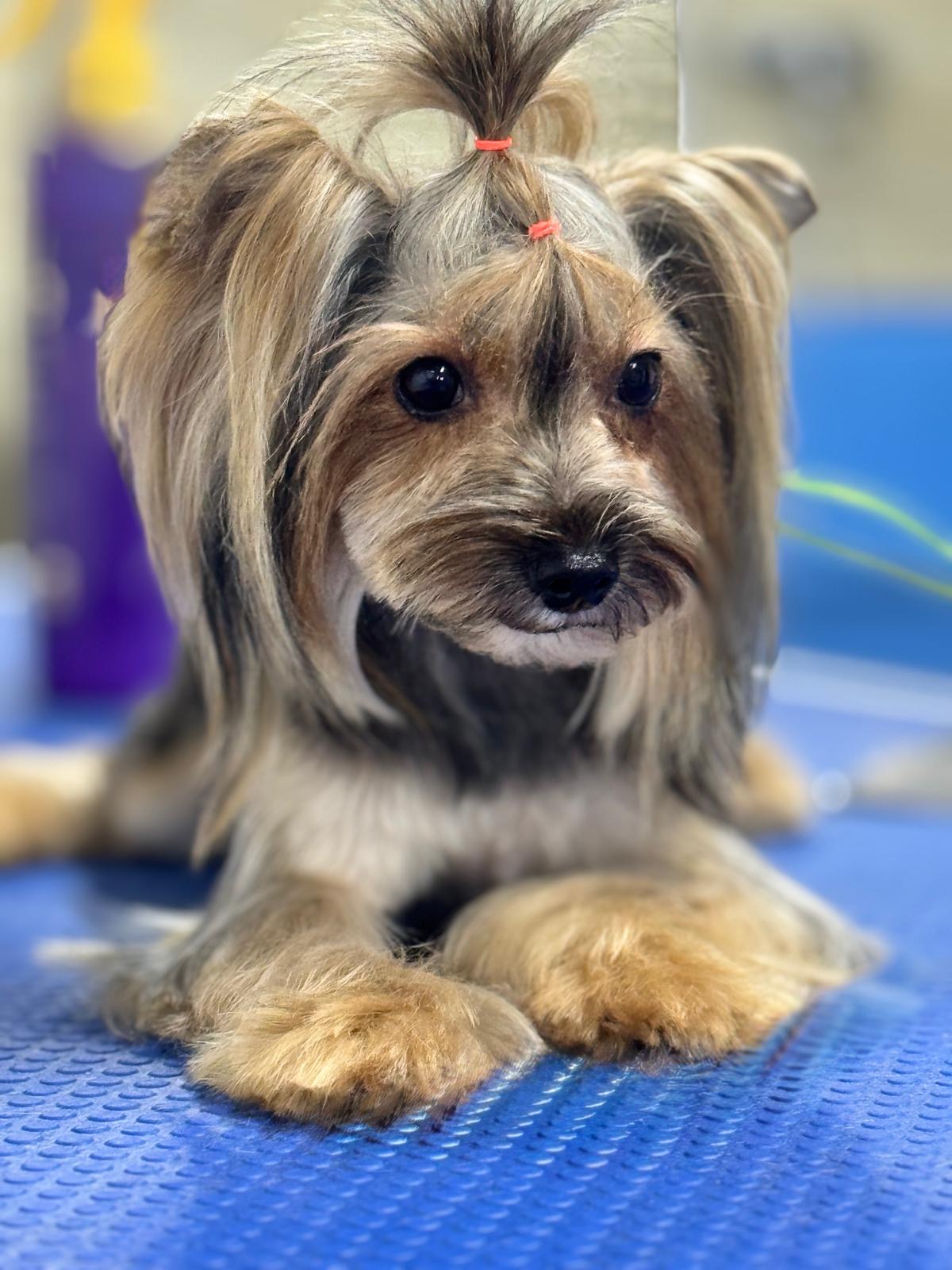 City Pet Grooming photo 4