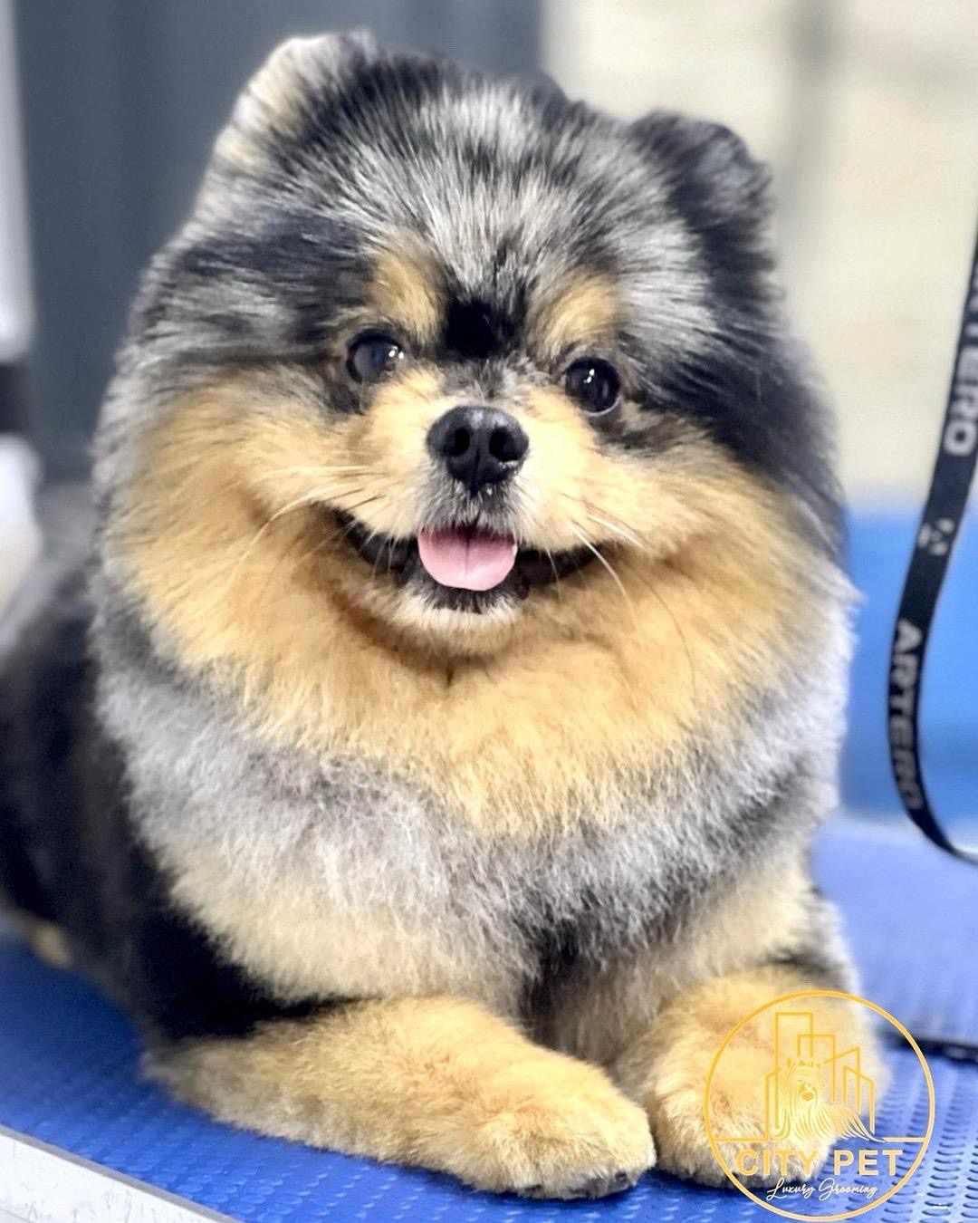 City Pet Grooming photo 5