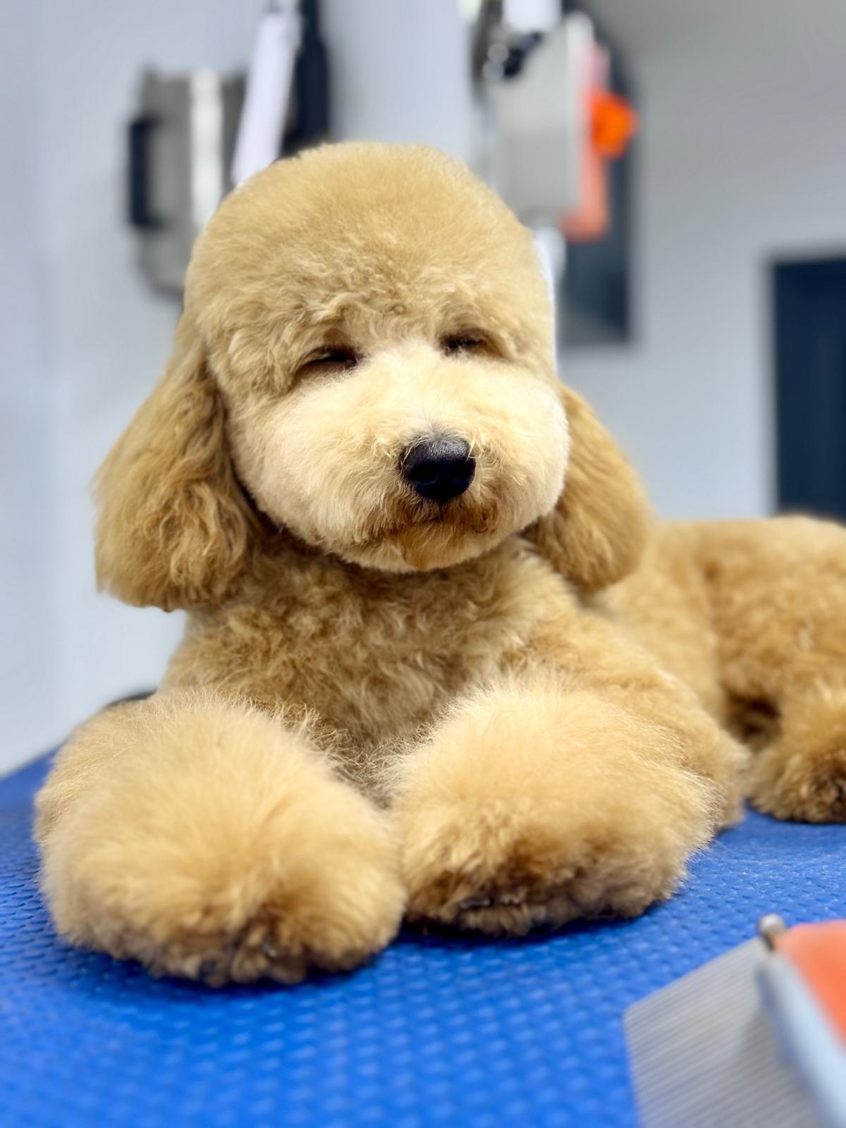 City Pet Grooming photo 6