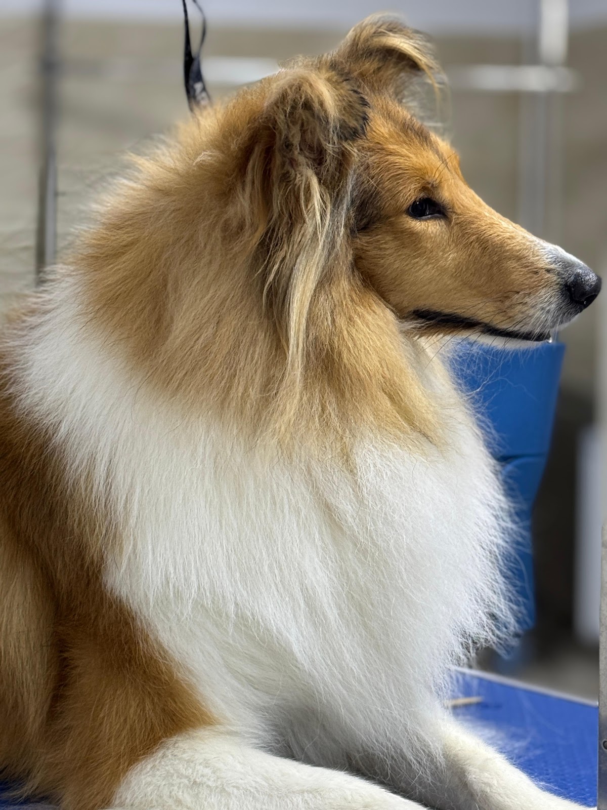 City Pet Grooming photo 7