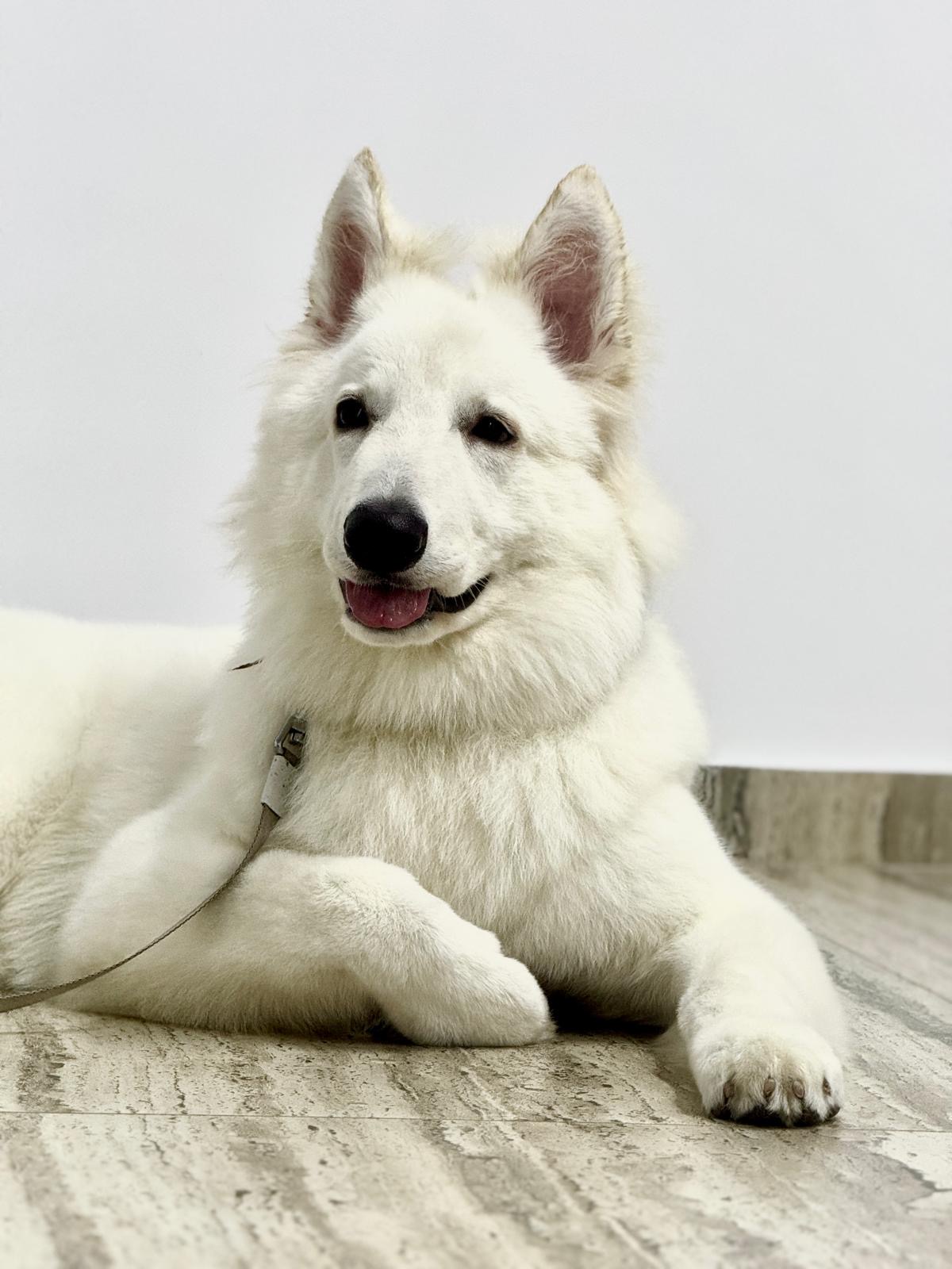 City Pet Grooming photo 8