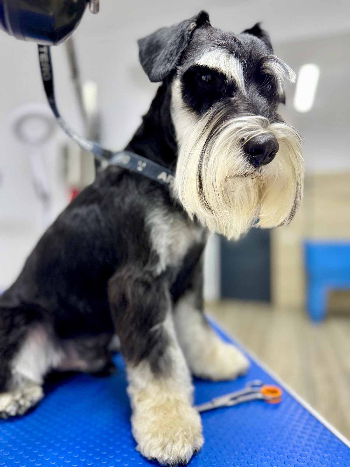 City Pet Grooming photo 9