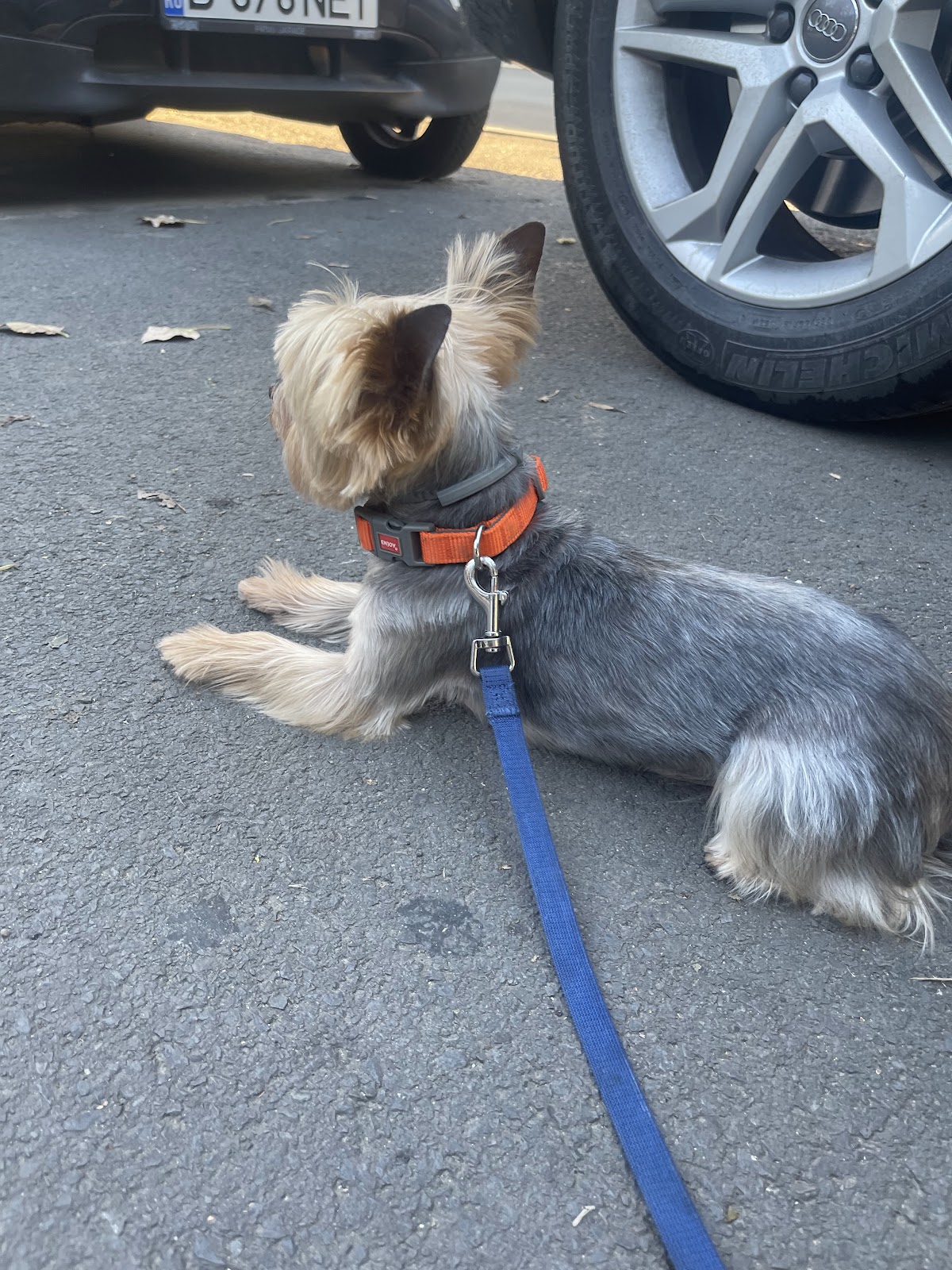 City Pet Grooming photo 10