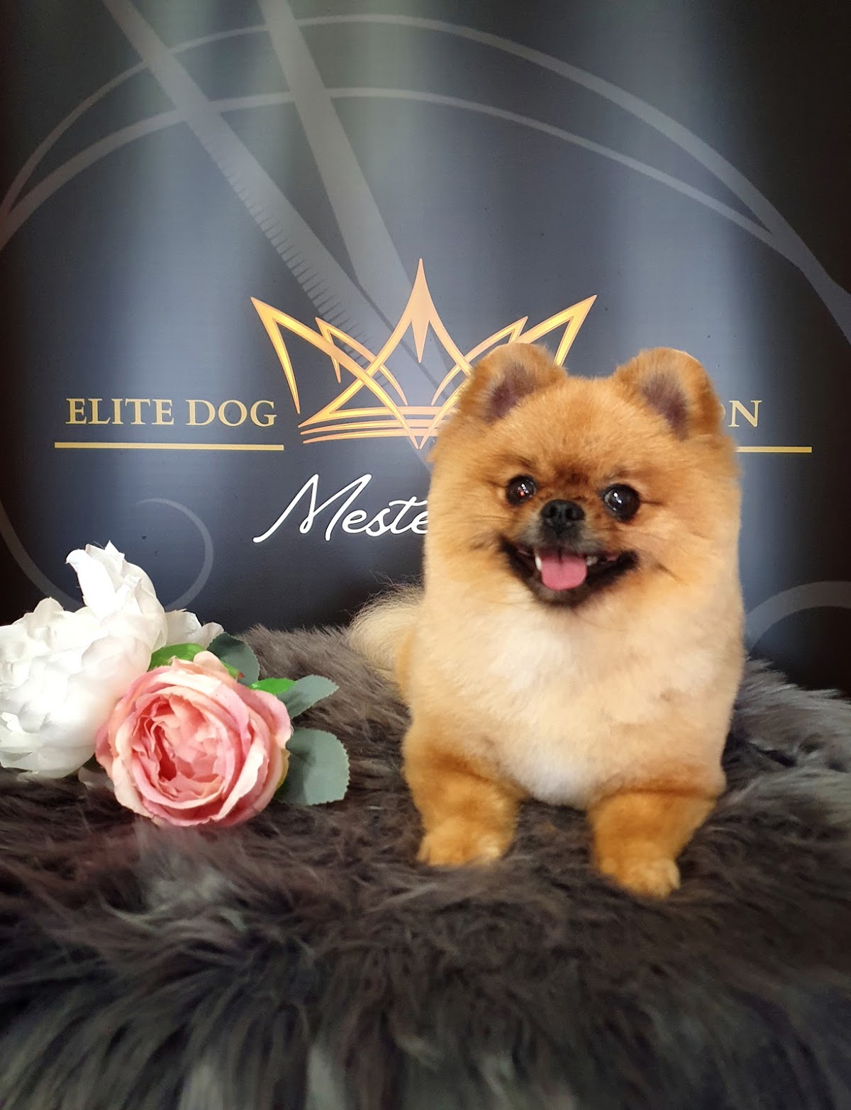 Elite Dog Salon photo 3