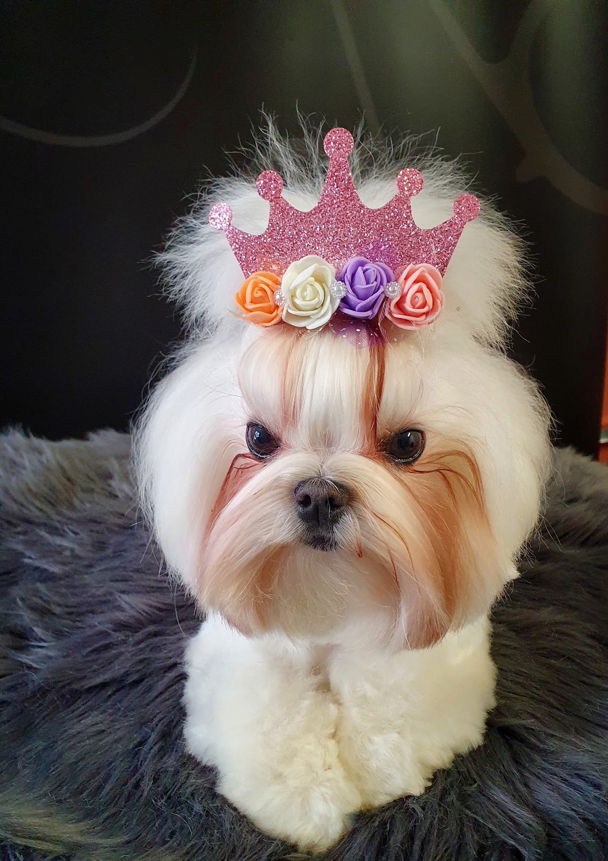 Elite Dog Salon photo 4