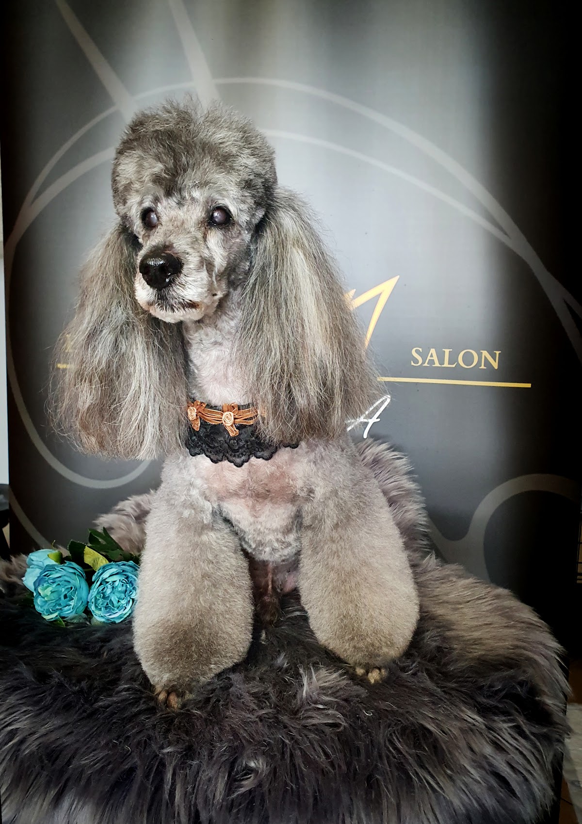 Elite Dog Salon photo 5