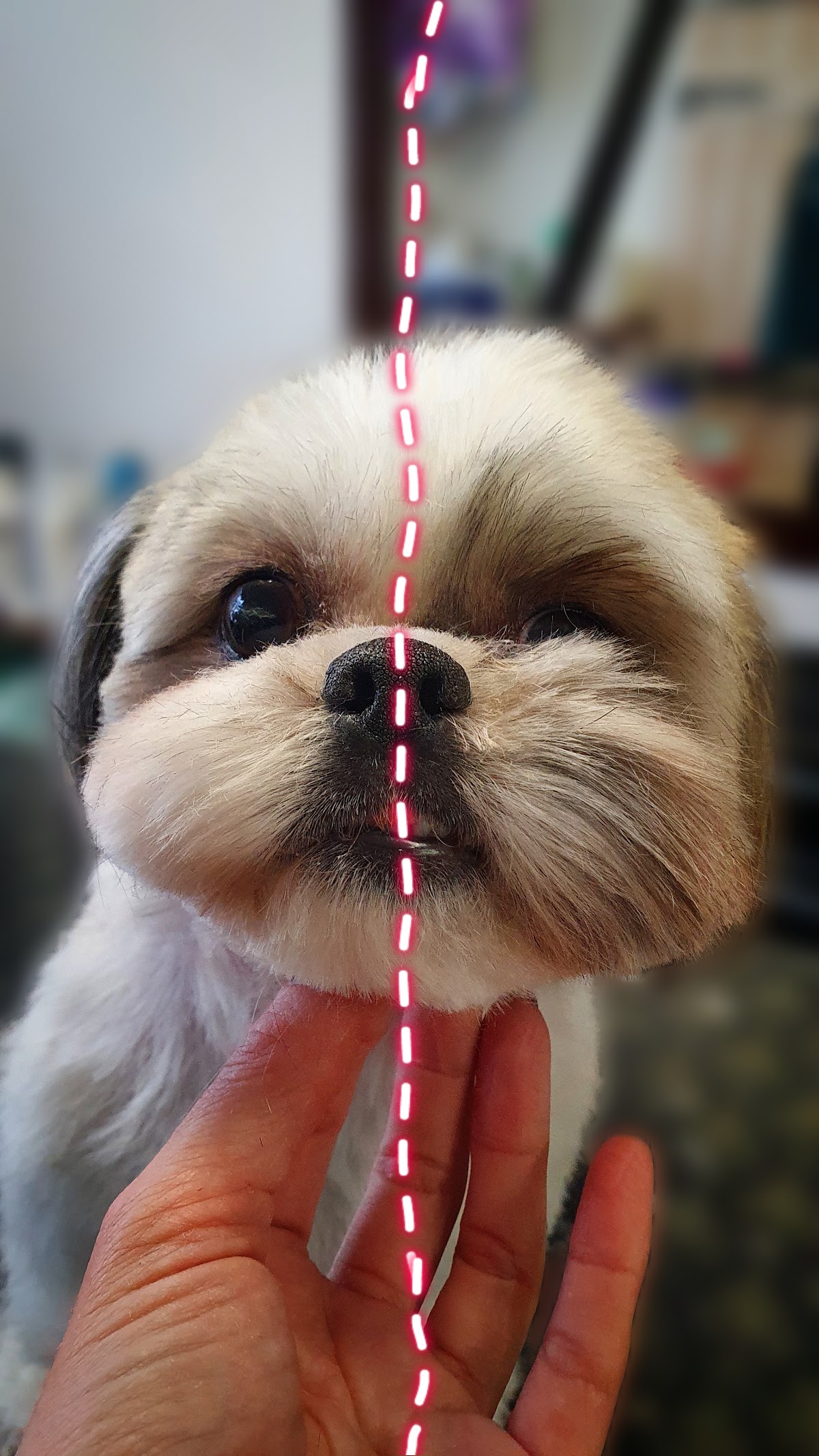 Elite Dog Salon photo 6