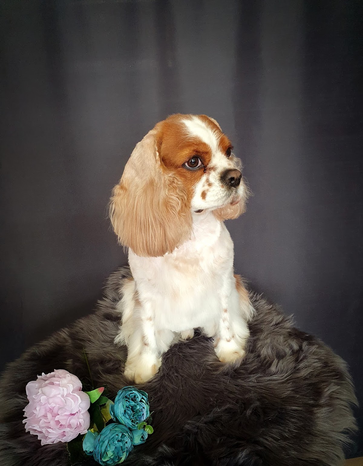 Elite Dog Salon photo 7