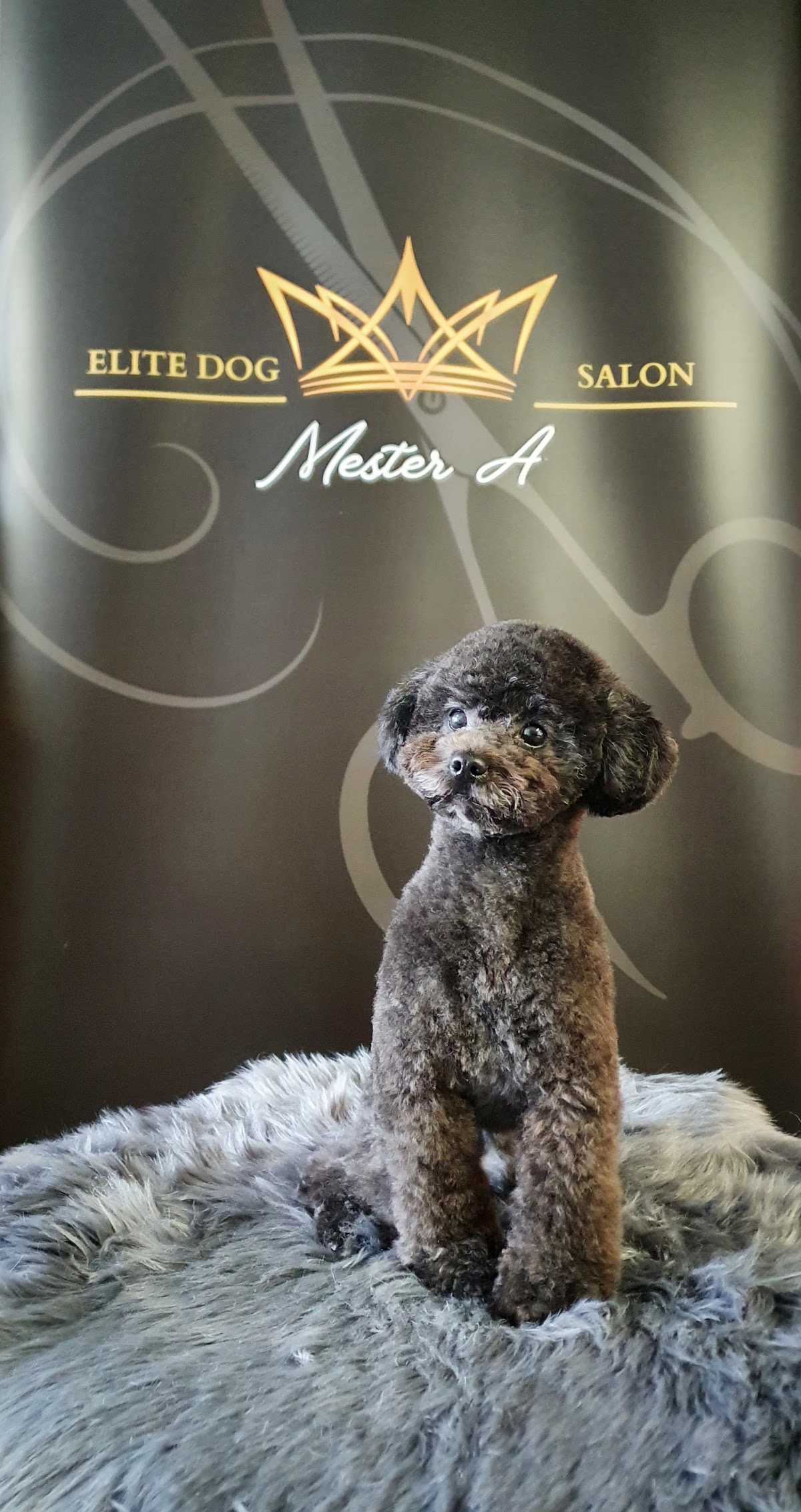Elite Dog Salon photo 8