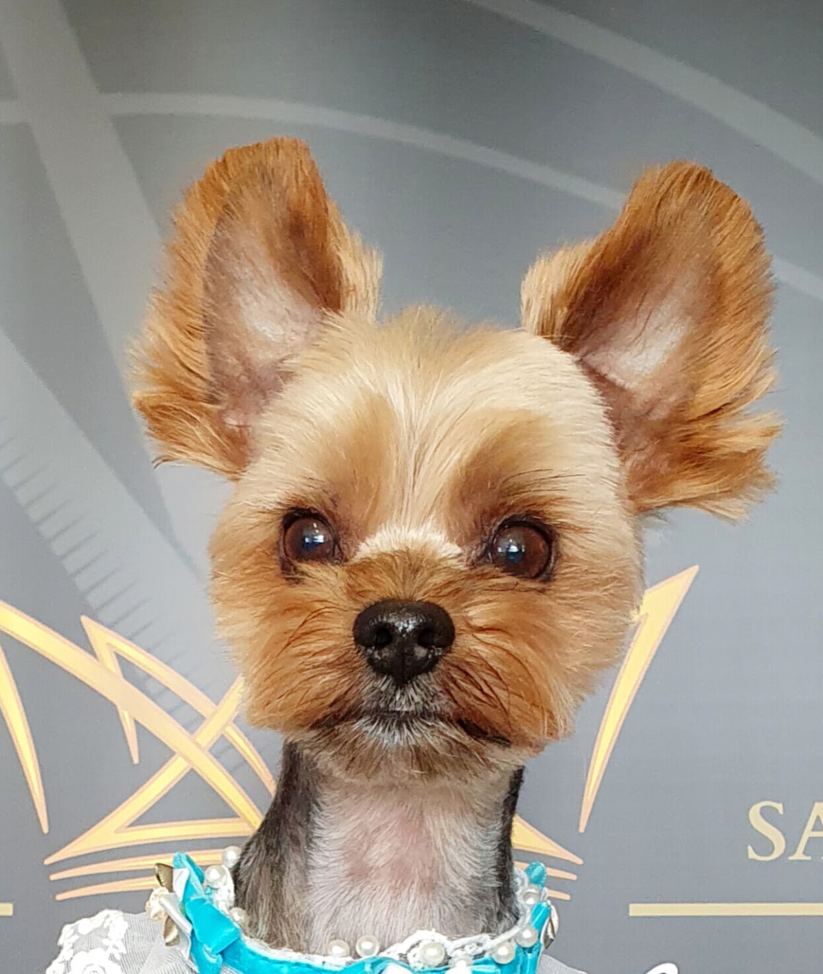 Elite Dog Salon photo 9