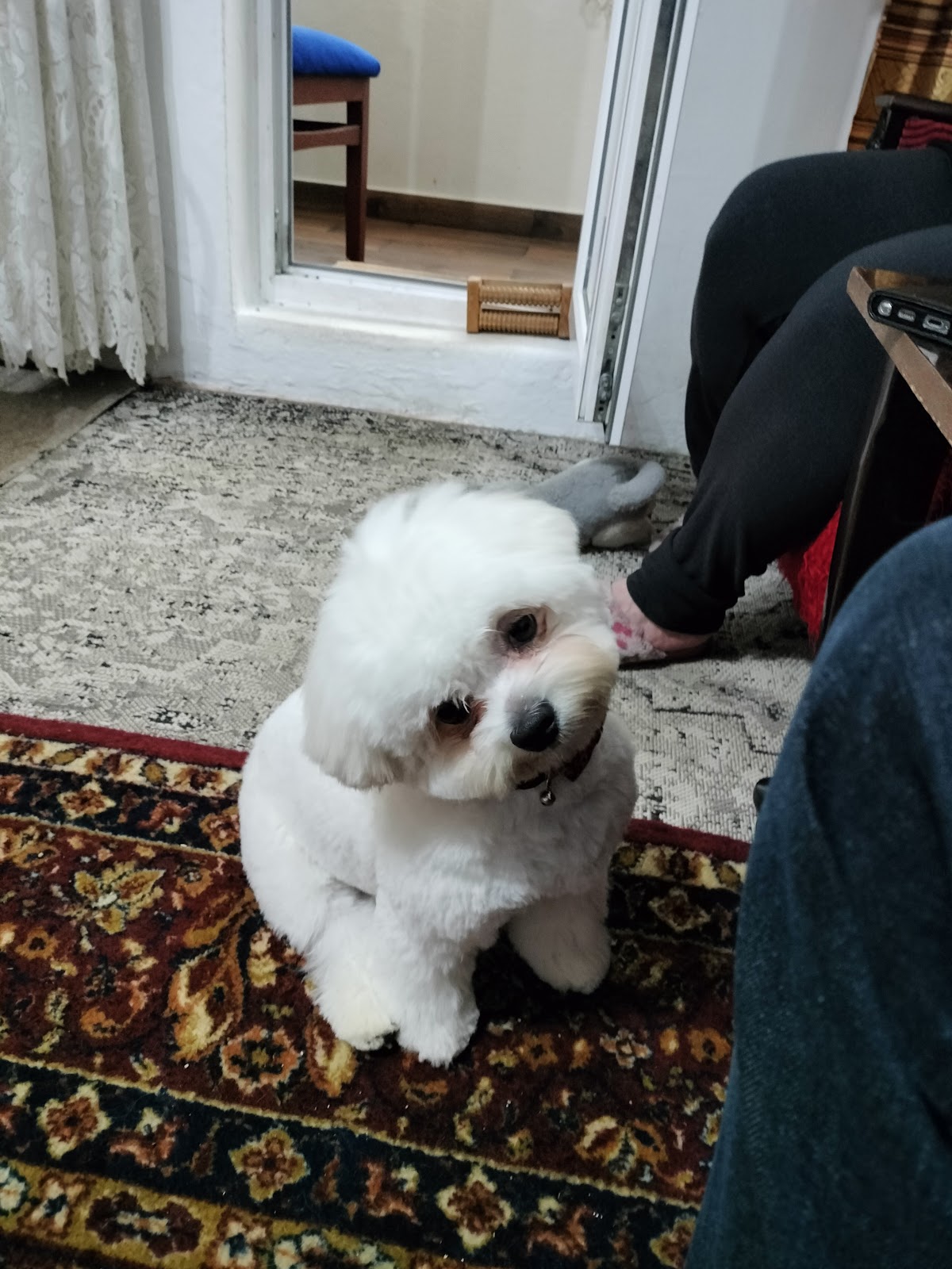 Elite Dog Salon photo 10