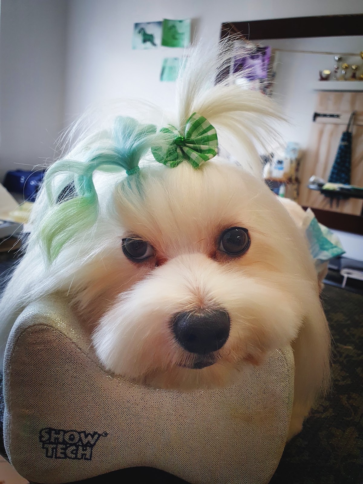 Elite Dog Salon photo 11