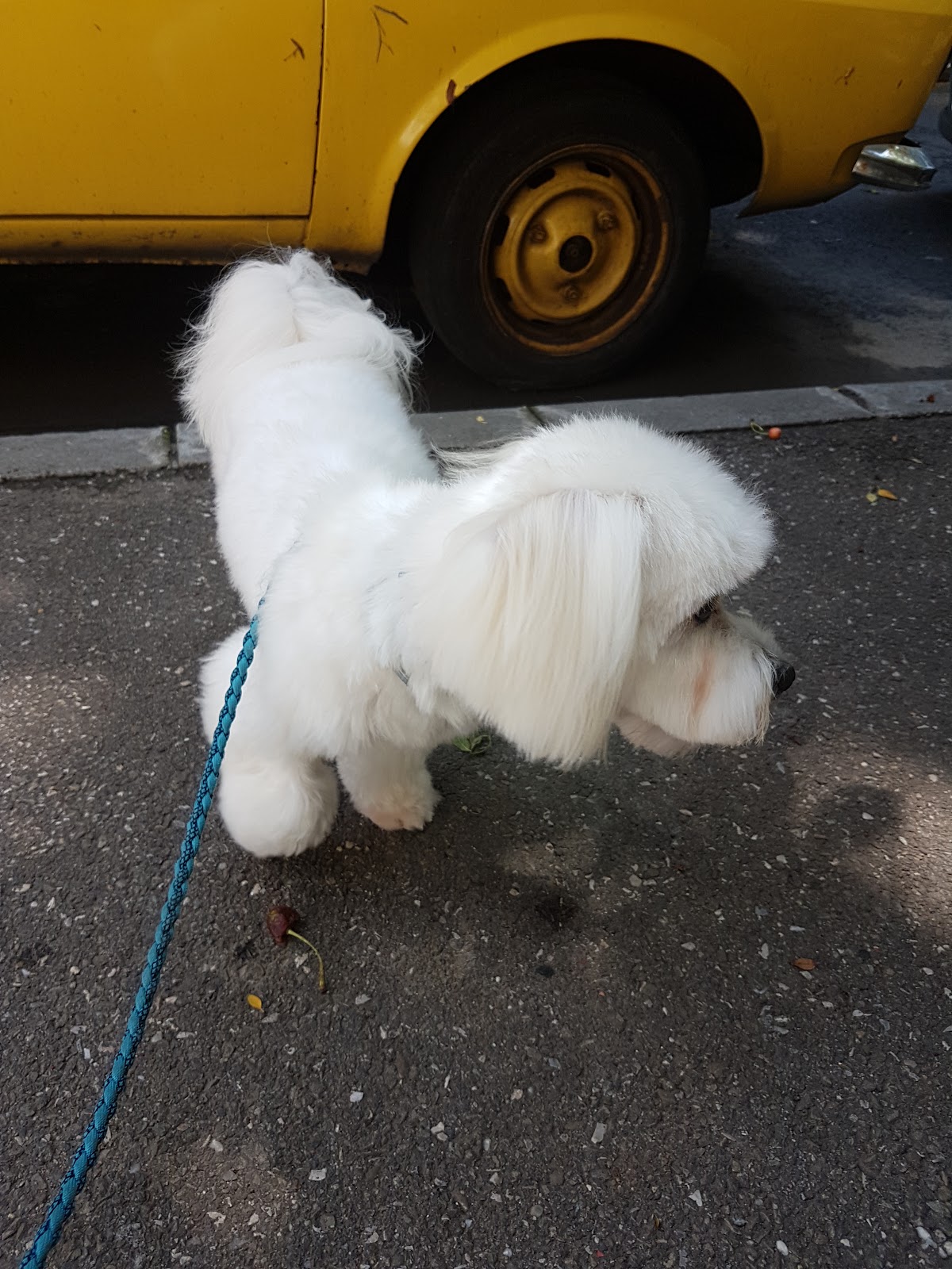 Relax and Grooming photo 3