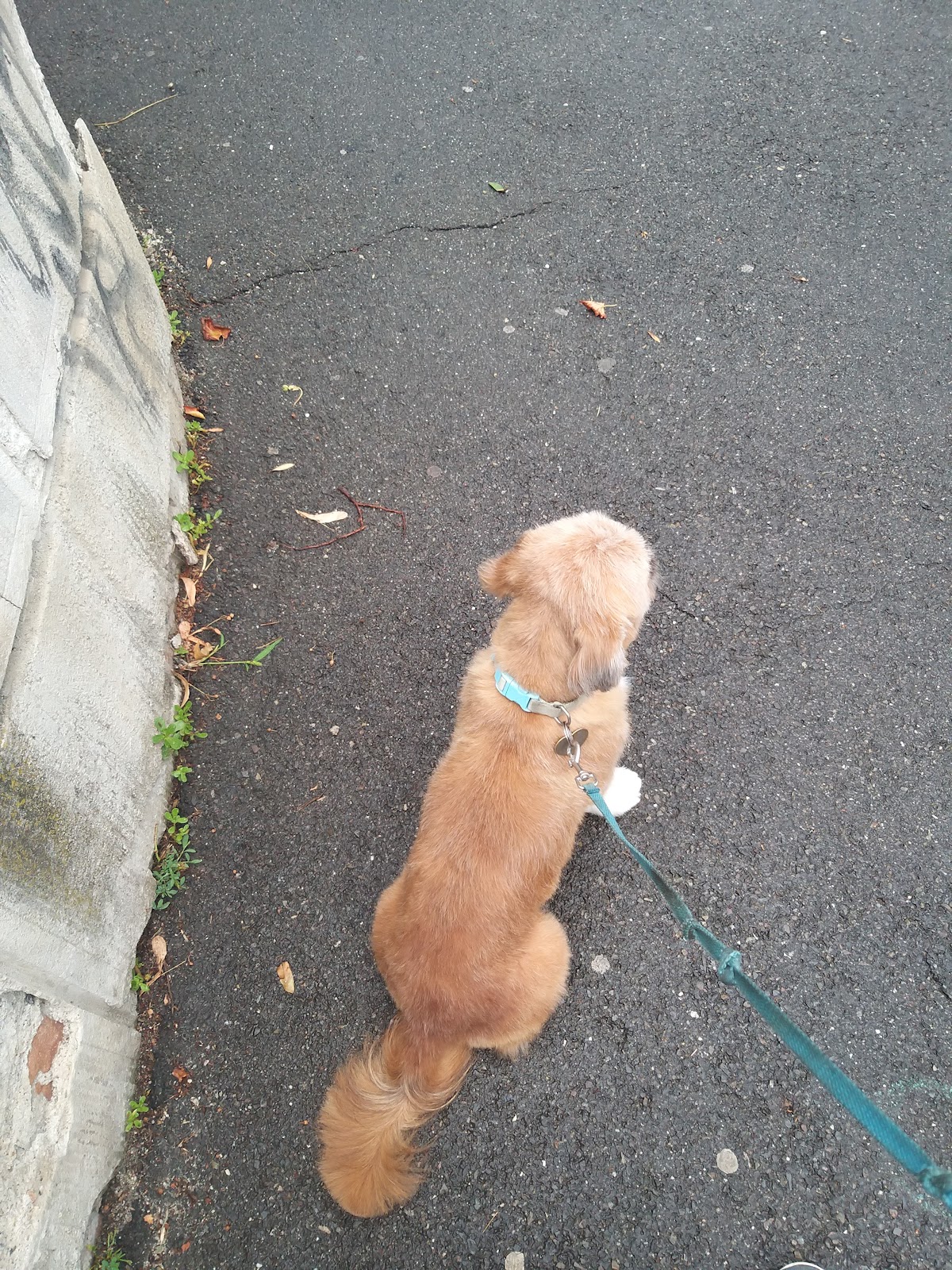 Relax and Grooming photo 4